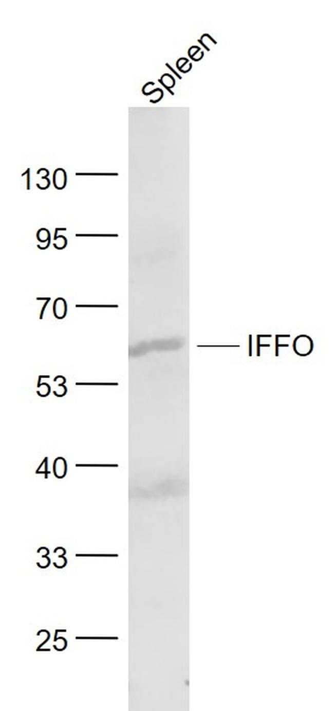 IFFO Antibody in Western Blot (WB)