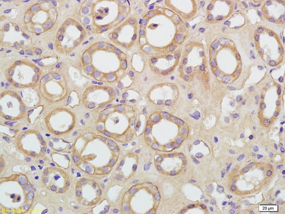 Aquaporin 5 Antibody in Immunohistochemistry (Paraffin) (IHC (P))