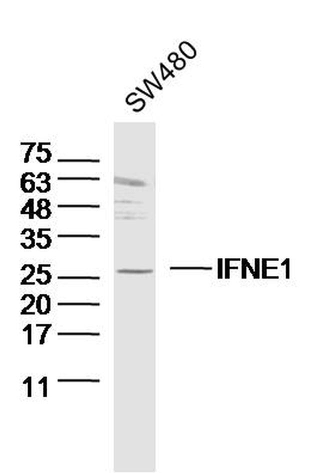 IFNE1 Antibody in Western Blot (WB)