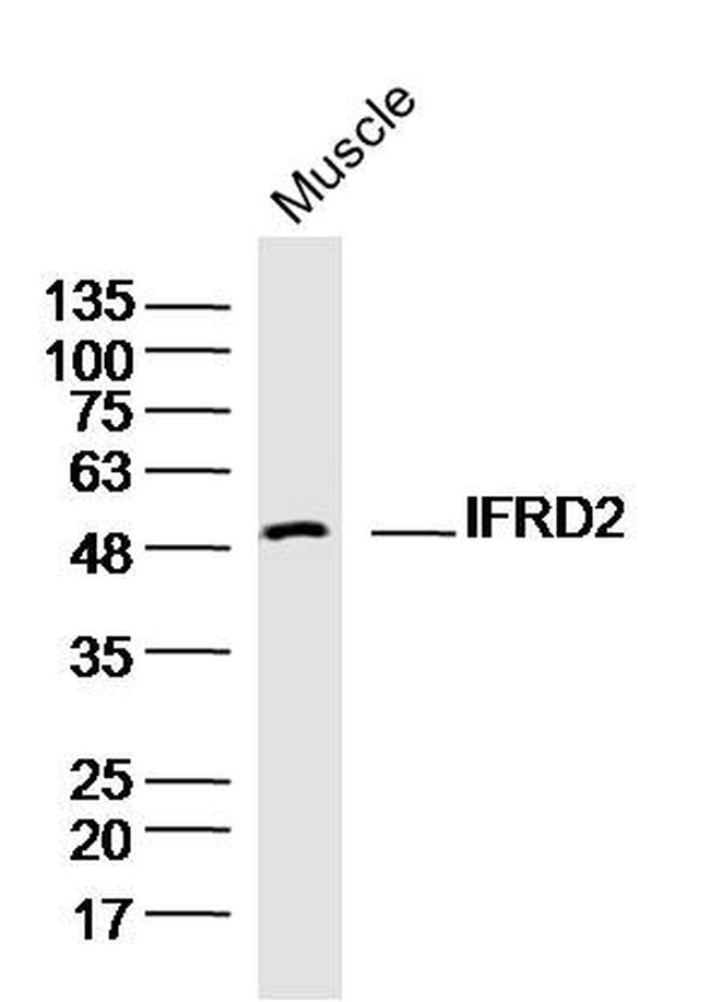IFRD2 Antibody in Western Blot (WB)