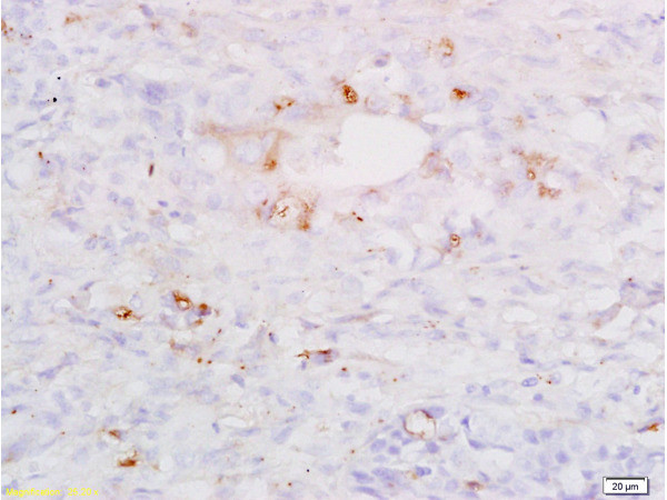 SP-D/PSPD Antibody in Immunohistochemistry (Paraffin) (IHC (P))