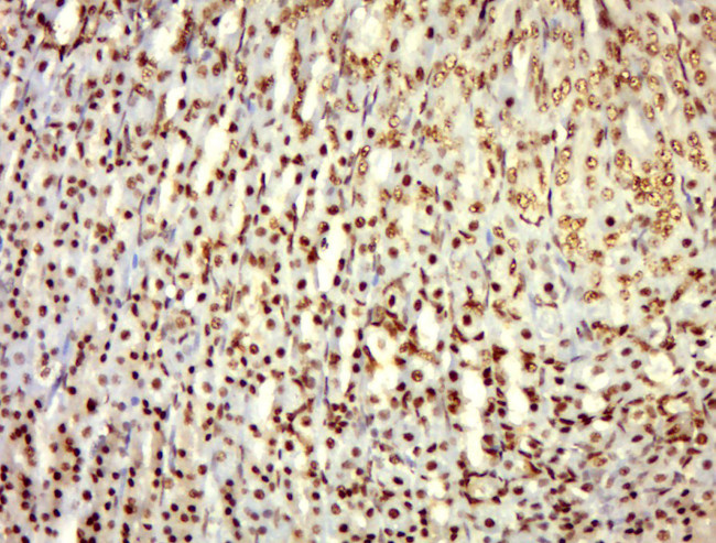 Phospho-alpha Adducin (Ser436) Antibody in Immunohistochemistry (Paraffin) (IHC (P))
