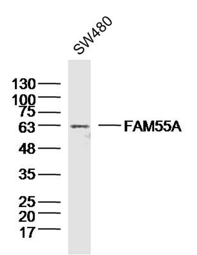 FAM55A Antibody in Western Blot (WB)