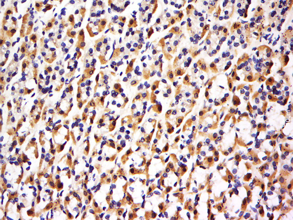 FBXO48 Antibody in Immunohistochemistry (Paraffin) (IHC (P))