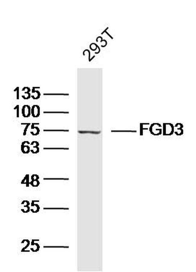 FGD3 Antibody in Western Blot (WB)