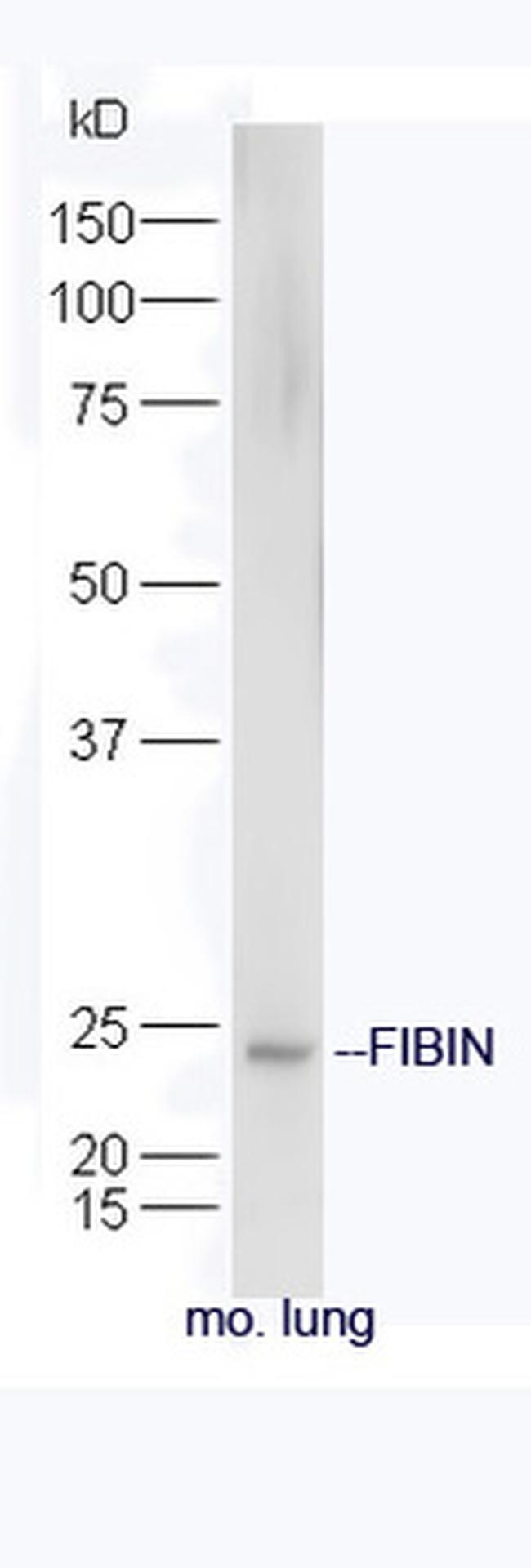 FIBIN Antibody in Western Blot (WB)