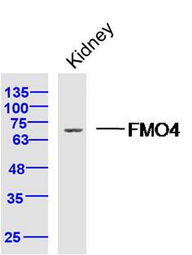 FMO4 Antibody in Western Blot (WB)