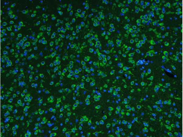 FOX3/NeuN Antibody in Immunohistochemistry (Paraffin) (IHC (P))
