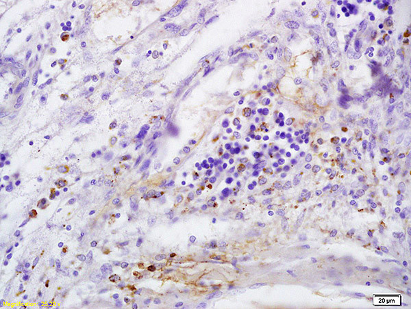 CD146/MCAM Antibody in Immunohistochemistry (Paraffin) (IHC (P))