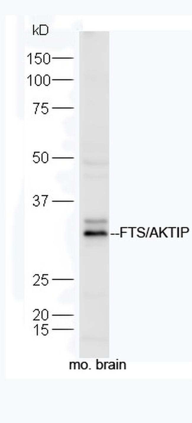 FTS/AKTIP Antibody in Western Blot (WB)