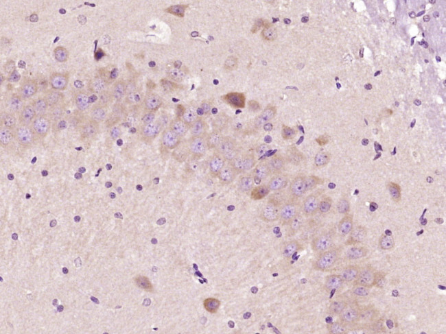FUT10 Antibody in Immunohistochemistry (Paraffin) (IHC (P))