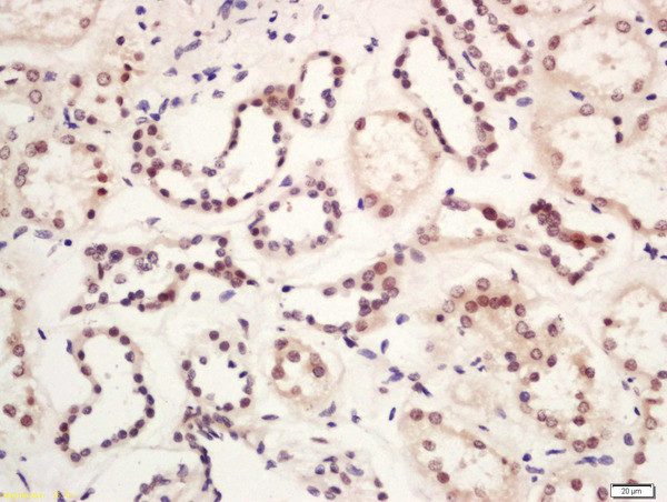 GLIS3 Antibody in Immunohistochemistry (Paraffin) (IHC (P))