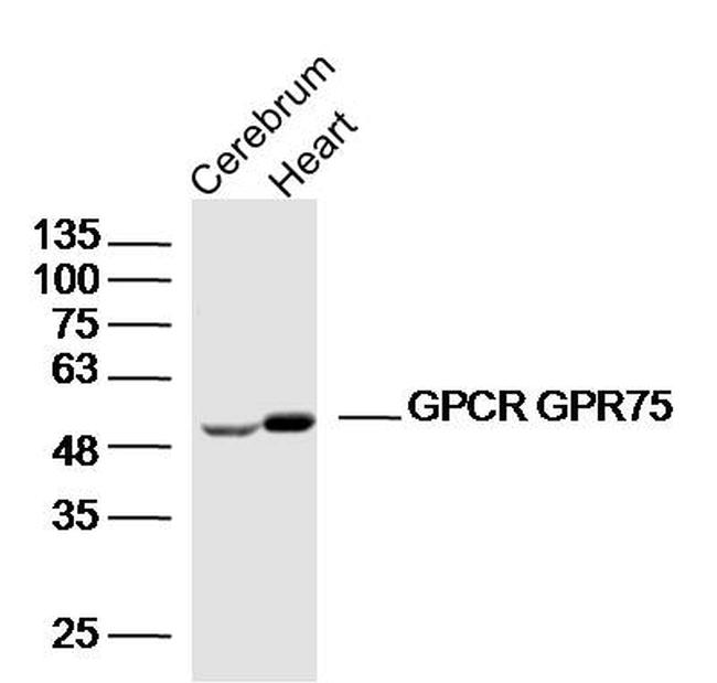 GPR75 Antibody in Western Blot (WB)