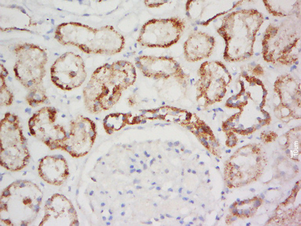 GPR137A Antibody in Immunohistochemistry (Paraffin) (IHC (P))