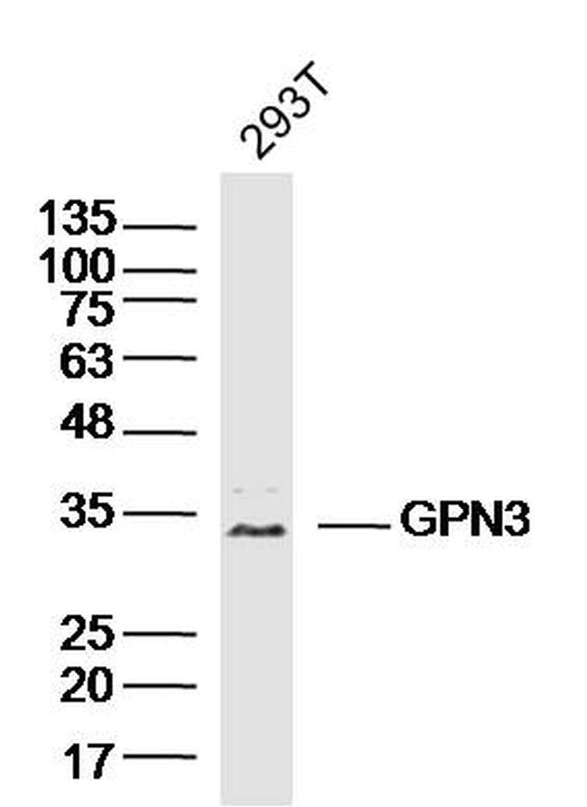 GPN3 Antibody in Western Blot (WB)