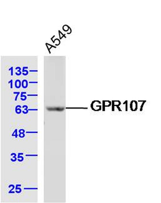 GPR107 Antibody in Western Blot (WB)