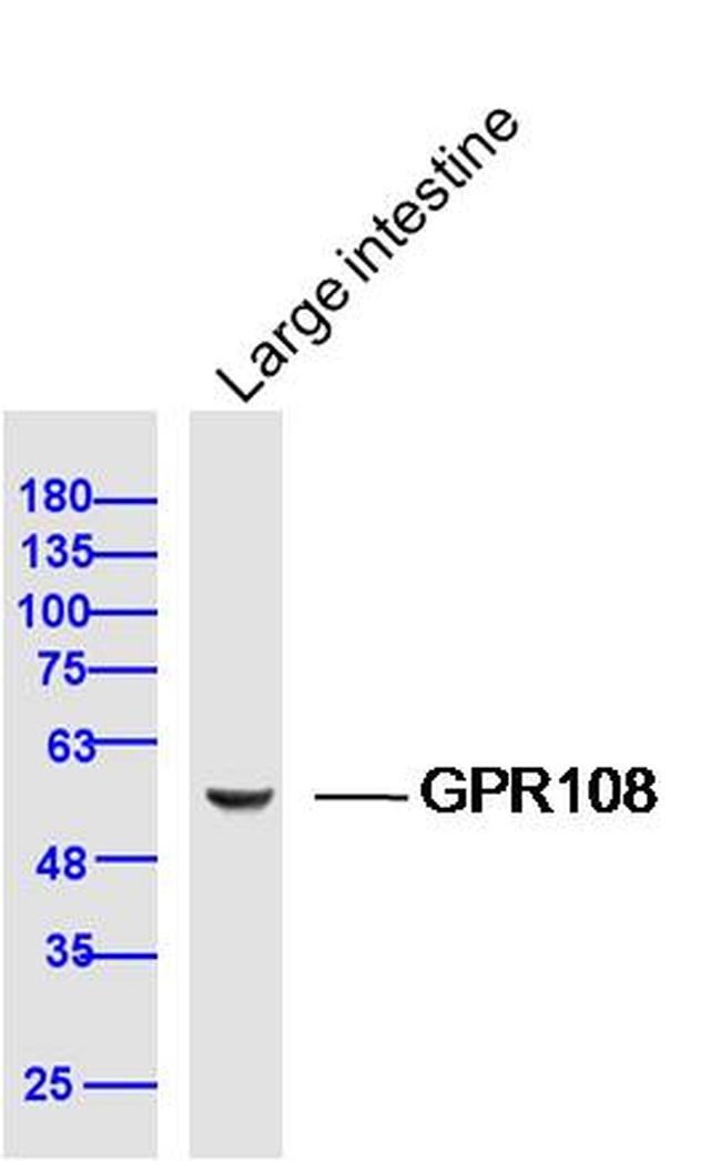 GPR108 Antibody in Western Blot (WB)