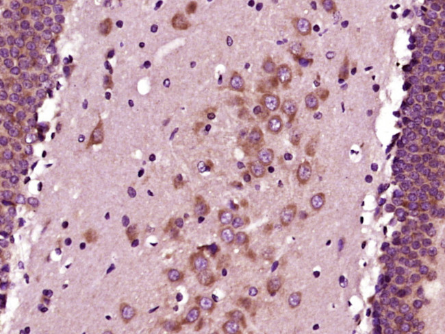 Phospho-GAP43 (Ser41) Antibody in Immunohistochemistry (Paraffin) (IHC (P))