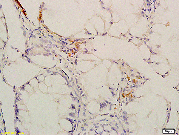 Phospho-CaMK2 (Thr287) Antibody in Immunohistochemistry (Paraffin) (IHC (P))