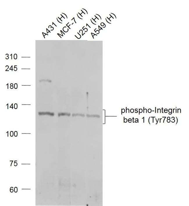Phospho-Integrin beta 1 (Tyr783) Antibody in Western Blot (WB)