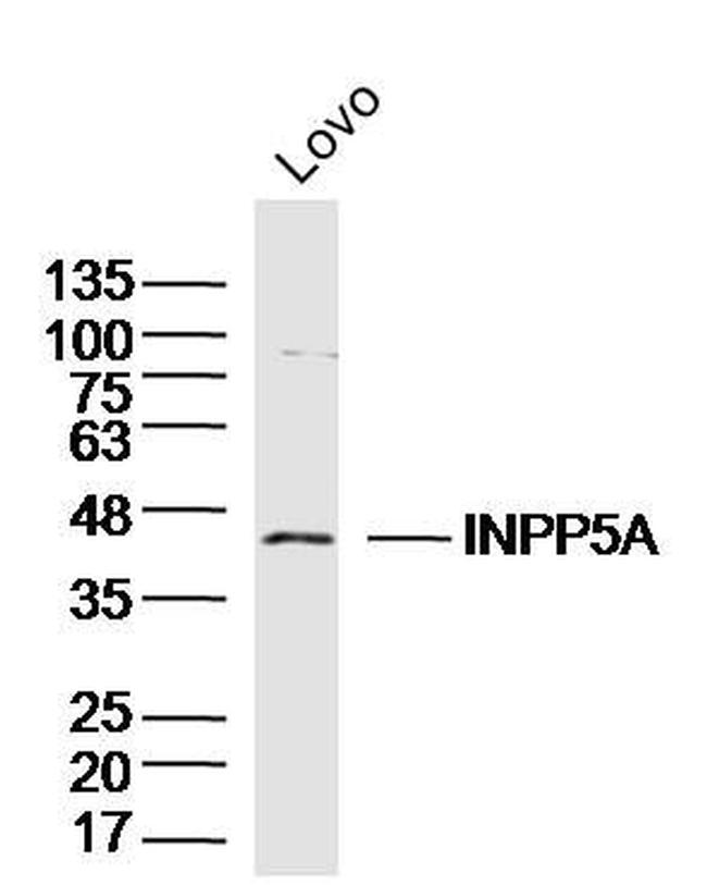 INPP5A Antibody in Western Blot (WB)