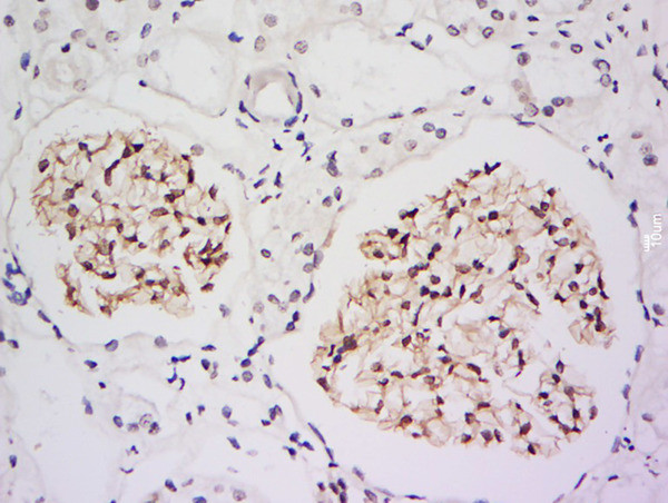 IRF2BP2 Antibody in Immunohistochemistry (Paraffin) (IHC (P))