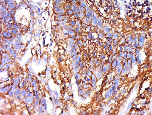IRGQ Antibody in Immunohistochemistry (Paraffin) (IHC (P))