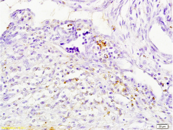 Cathepsin H/CTSH Antibody in Immunohistochemistry (Paraffin) (IHC (P))