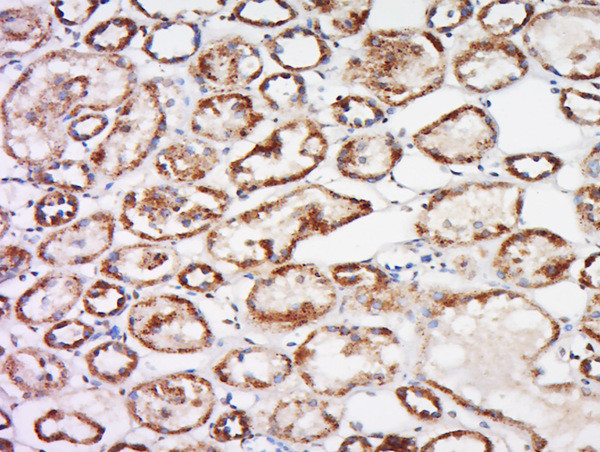 Trehalase Antibody in Immunohistochemistry (Paraffin) (IHC (P))