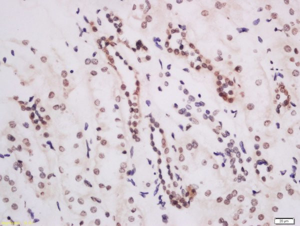 DOT1L Antibody in Immunohistochemistry (Paraffin) (IHC (P))