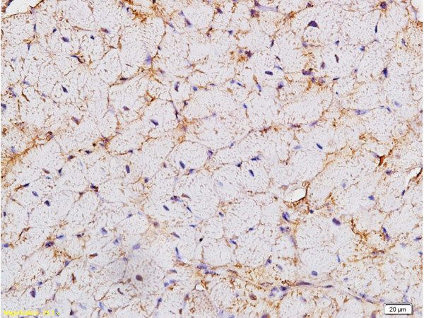 HCN4 Antibody in Immunohistochemistry (Paraffin) (IHC (P))