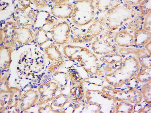 KCNV1 Antibody in Immunohistochemistry (Paraffin) (IHC (P))