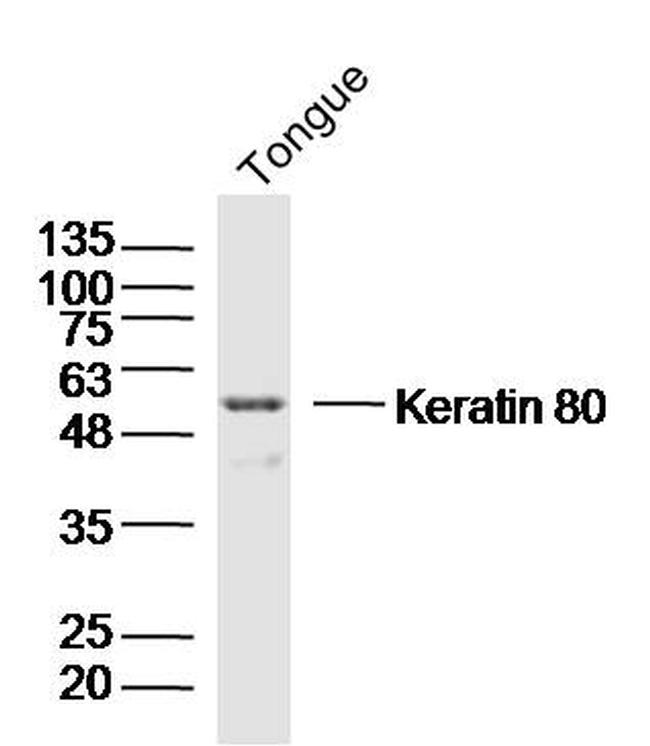Keratin 80 Antibody in Western Blot (WB)