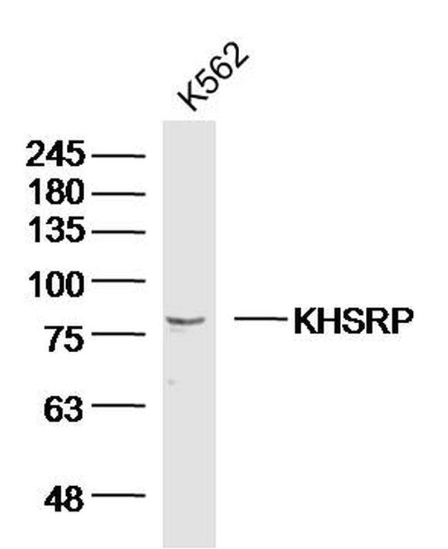 KHSRP Antibody in Western Blot (WB)