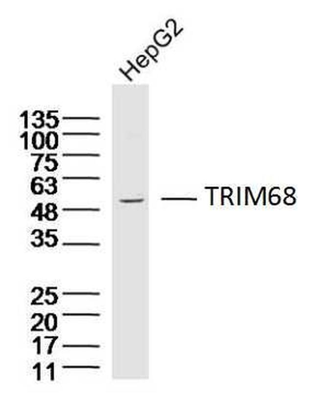 TRIM68 Antibody in Western Blot (WB)