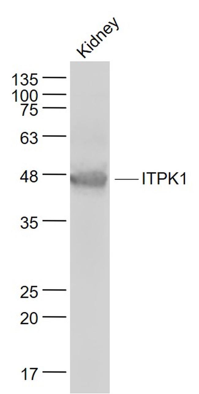 ITPK1 Antibody in Western Blot (WB)
