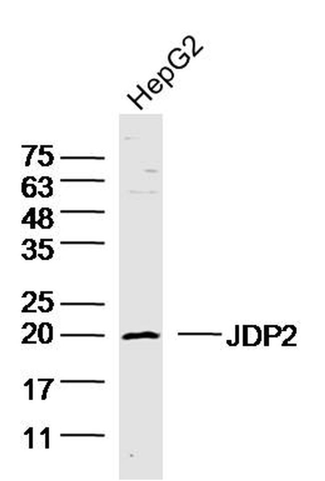 JDP2 Antibody in Western Blot (WB)