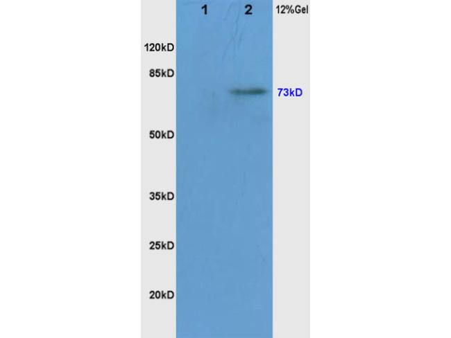Phospho-c-Raf (Ser338, Tyr340) Antibody in Western Blot (WB)