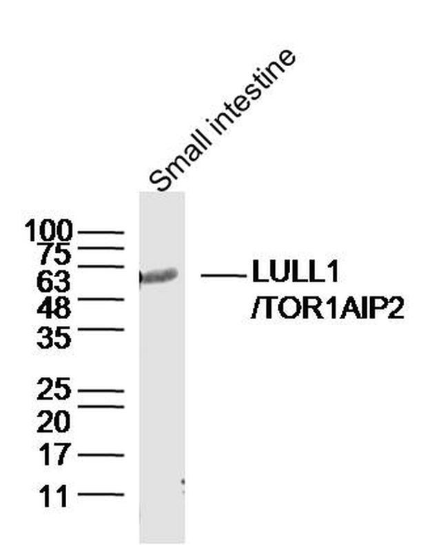 TOR1AIP2 Antibody in Western Blot (WB)