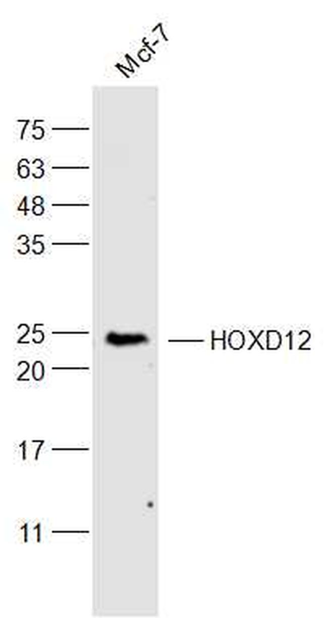 HOXD12 Antibody in Western Blot (WB)