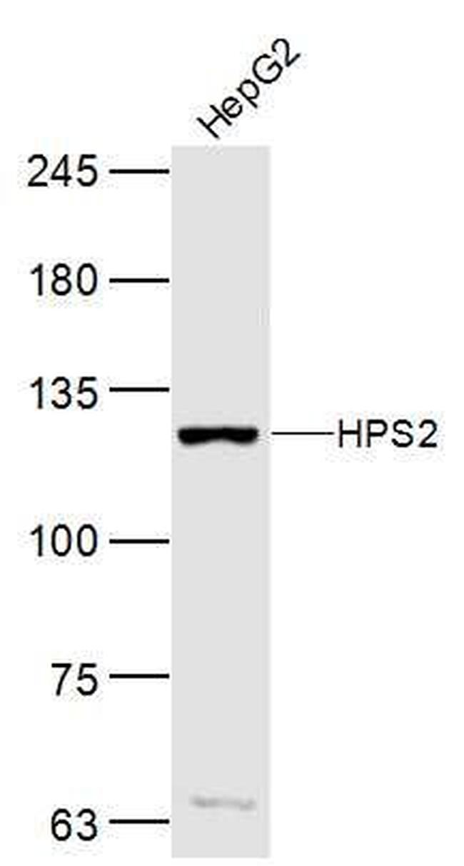 HPS2 Antibody in Western Blot (WB)