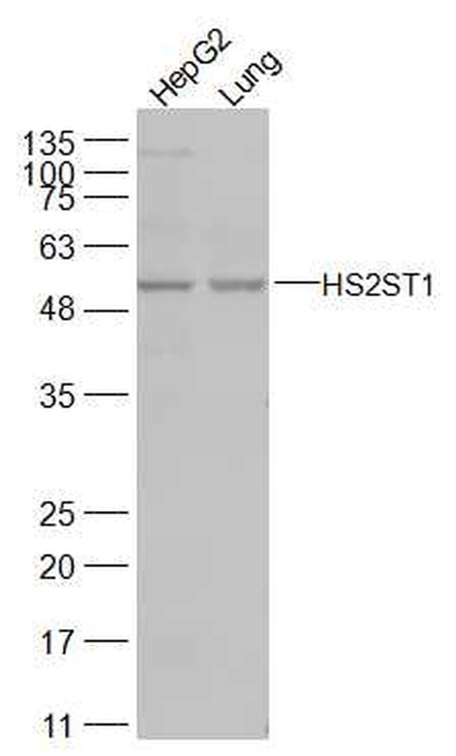 HS2ST1 Antibody in Western Blot (WB)