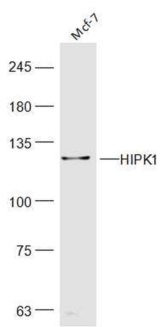 HIPK1 Antibody in Western Blot (WB)