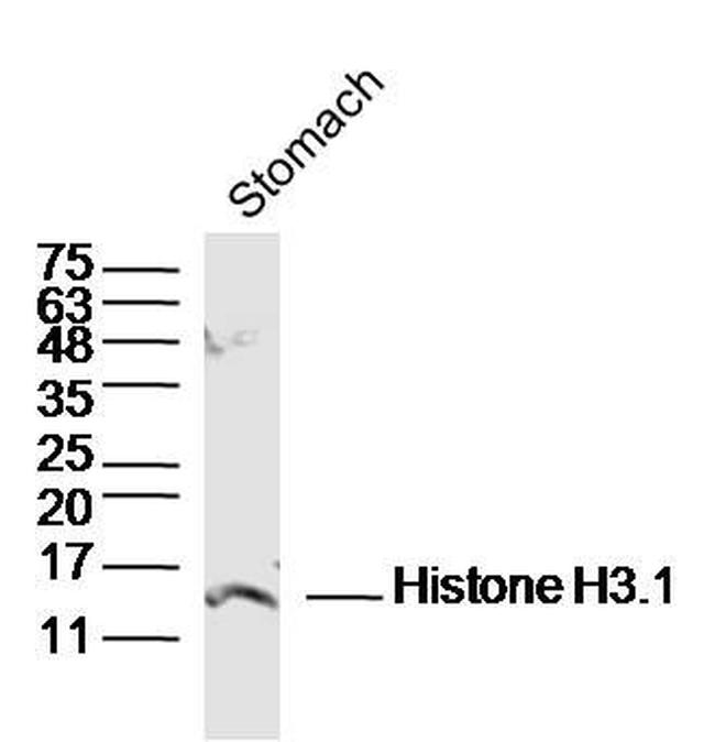 Pan-Histone H3 Antibody in Western Blot (WB)