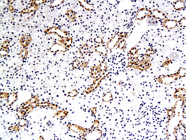 EAAT3 Antibody in Immunohistochemistry (Paraffin) (IHC (P))