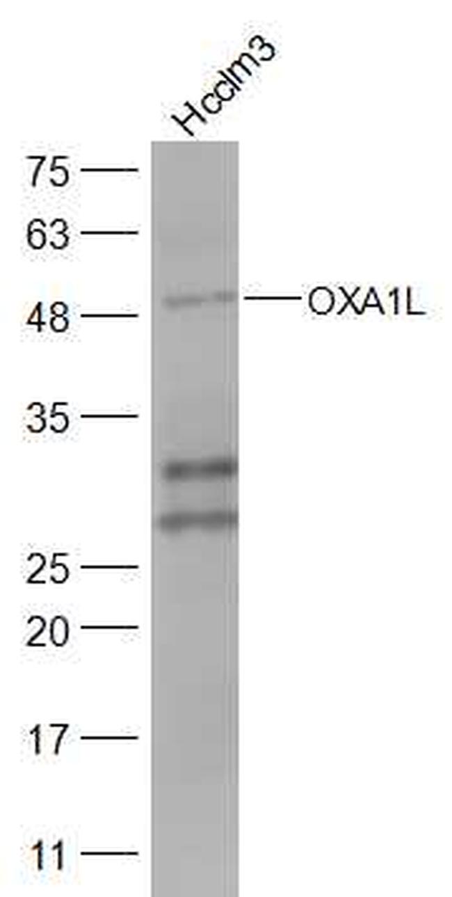 OXA1L Antibody in Western Blot (WB)