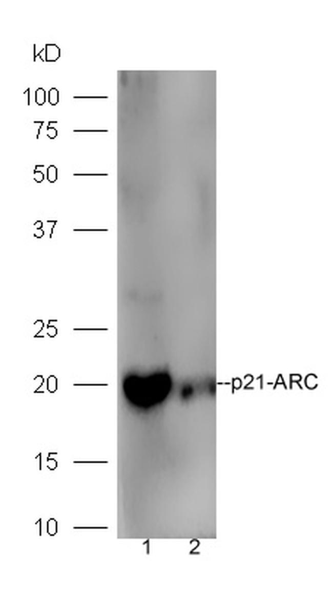 p21-ARC Antibody in Western Blot (WB)
