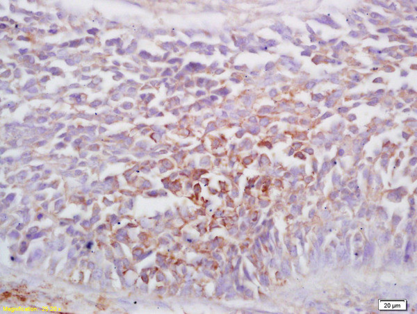Ephrin A1 Antibody in Immunohistochemistry (Paraffin) (IHC (P))
