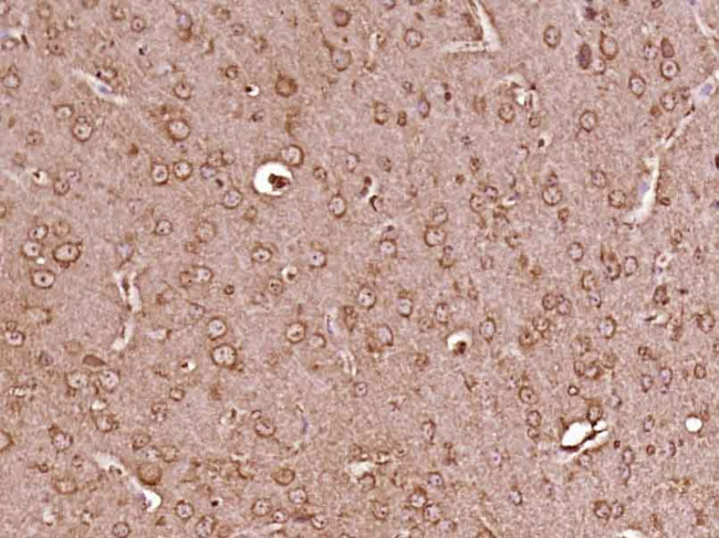 SPIN4 Antibody in Immunohistochemistry (Paraffin) (IHC (P))