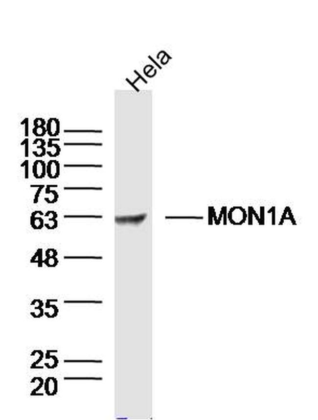 MON1A Antibody in Western Blot (WB)
